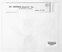 Septoria albopunctata image